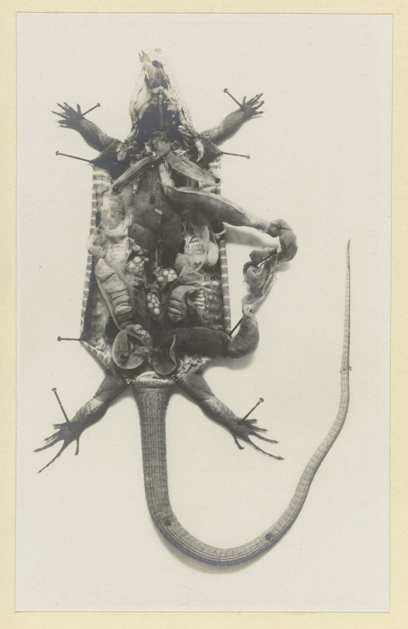 Dissected Green Lizard with Visible Organs by Adolphe Louis Donnadieu