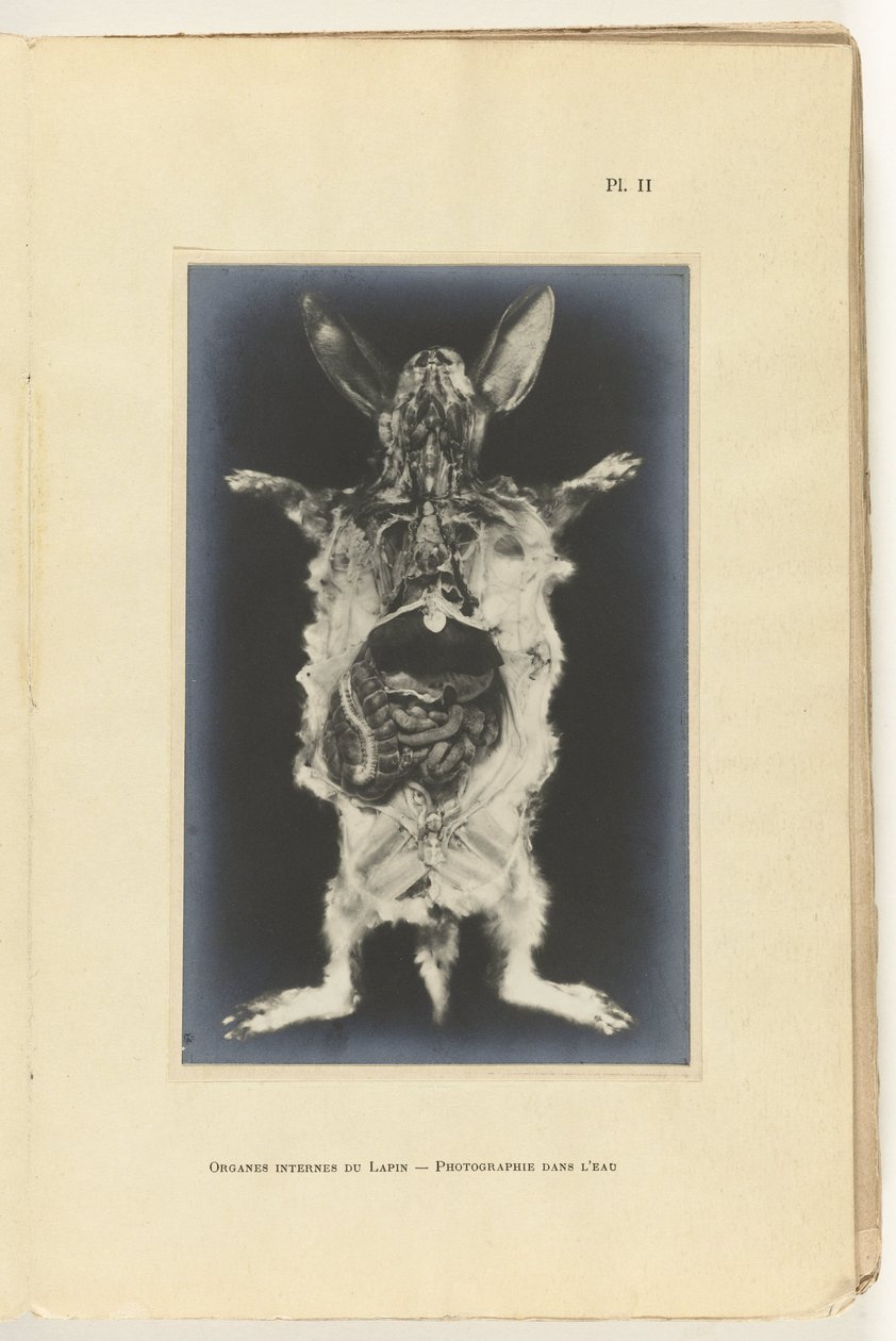 Dissected rabbit with visible organs by Adolphe Louis Donnadieu