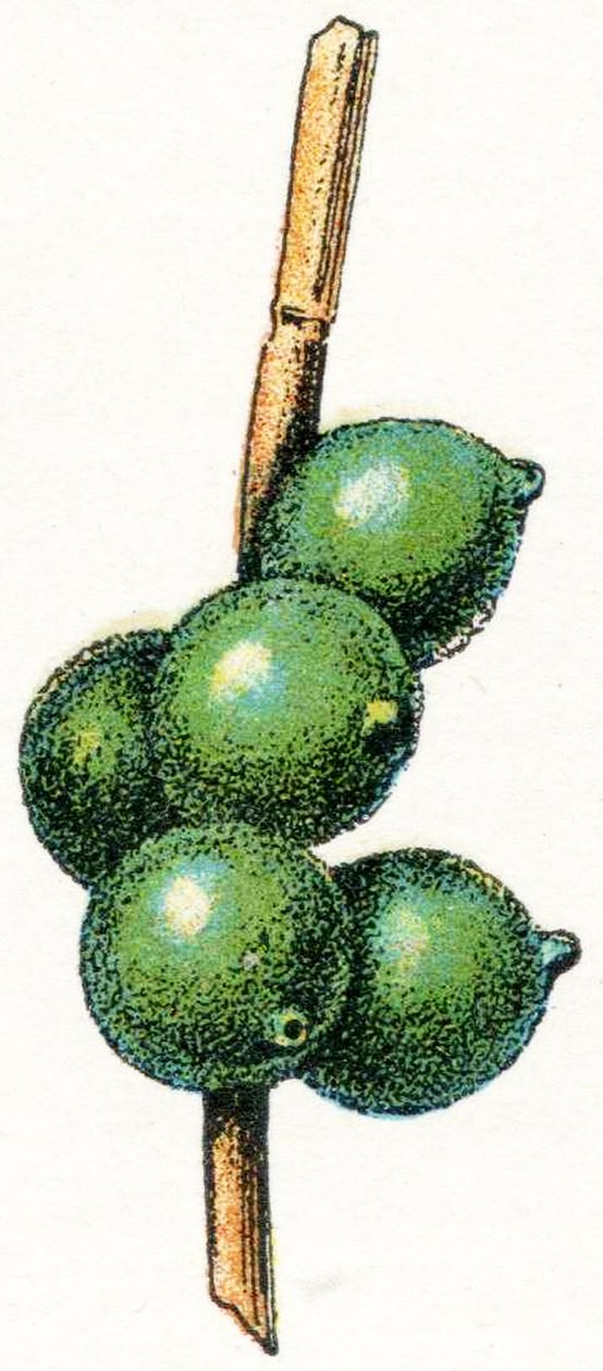 Cuttlefish eggs by Adolphe Philippe Millot