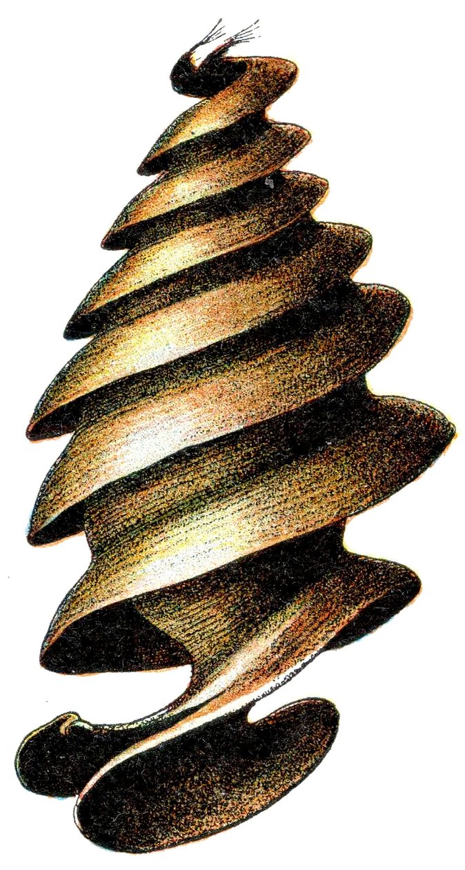 Egg Case of a Horn Shark, 1923 by Adolphe Philippe Millot