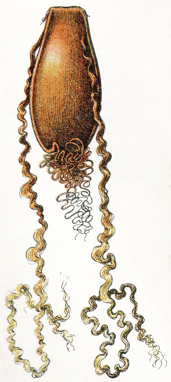 Egg Case of Catshark, 1923 by Adolphe Philippe Millot