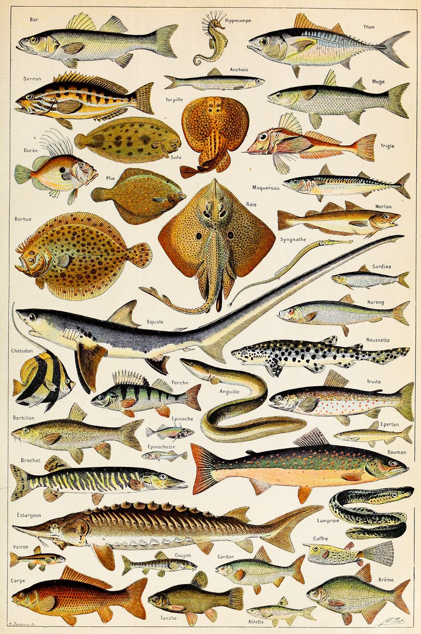 Illustration of Edible Fish c.1923 by Adolphe Philippe Millot