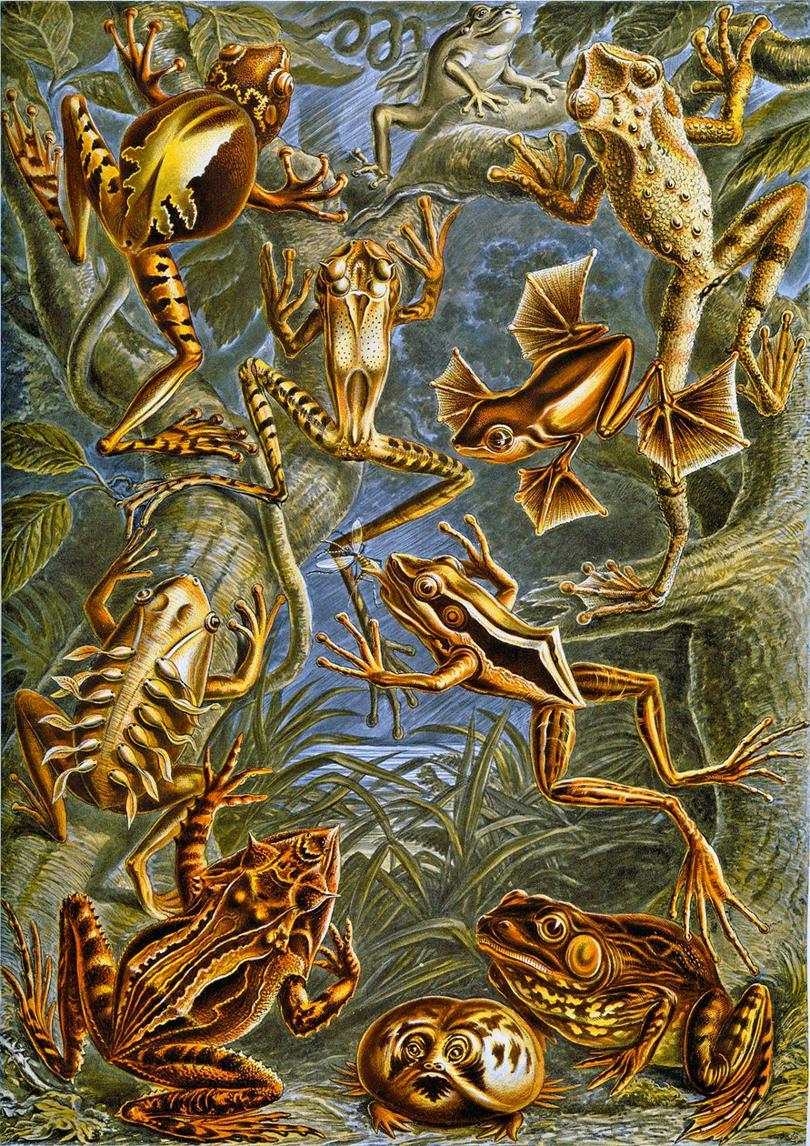Illustration of Frogs and Toads c.1909 by Adolphe Philippe Millot