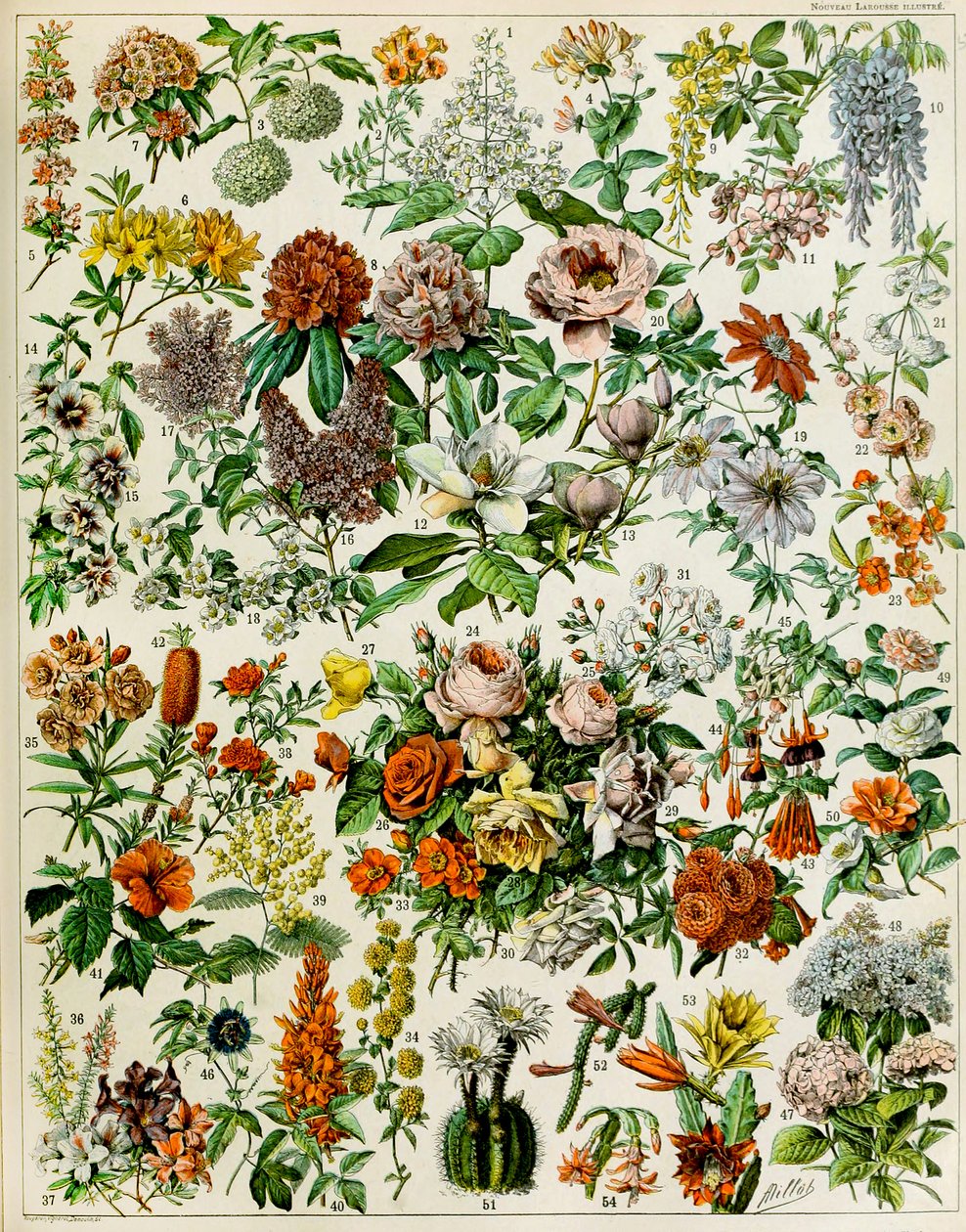 Illustration of Flowering Plants c.1923 by Adolphe Philippe Millot