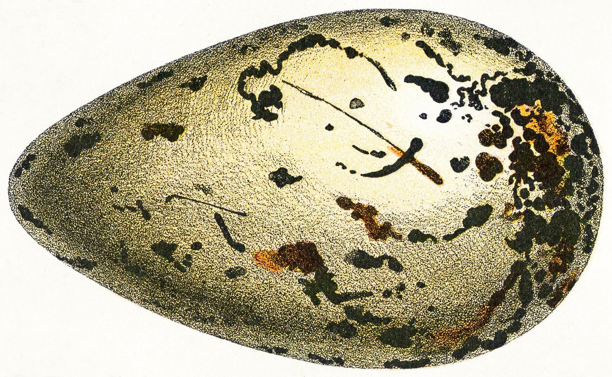 The Egg of a Great Auk, 1923 by Adolphe Philippe Millot