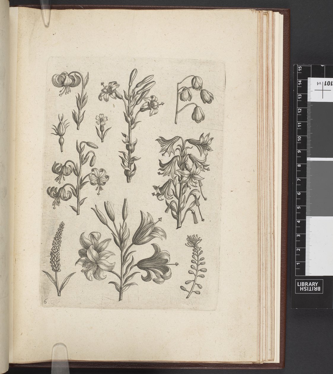 Illustration of plants, 
