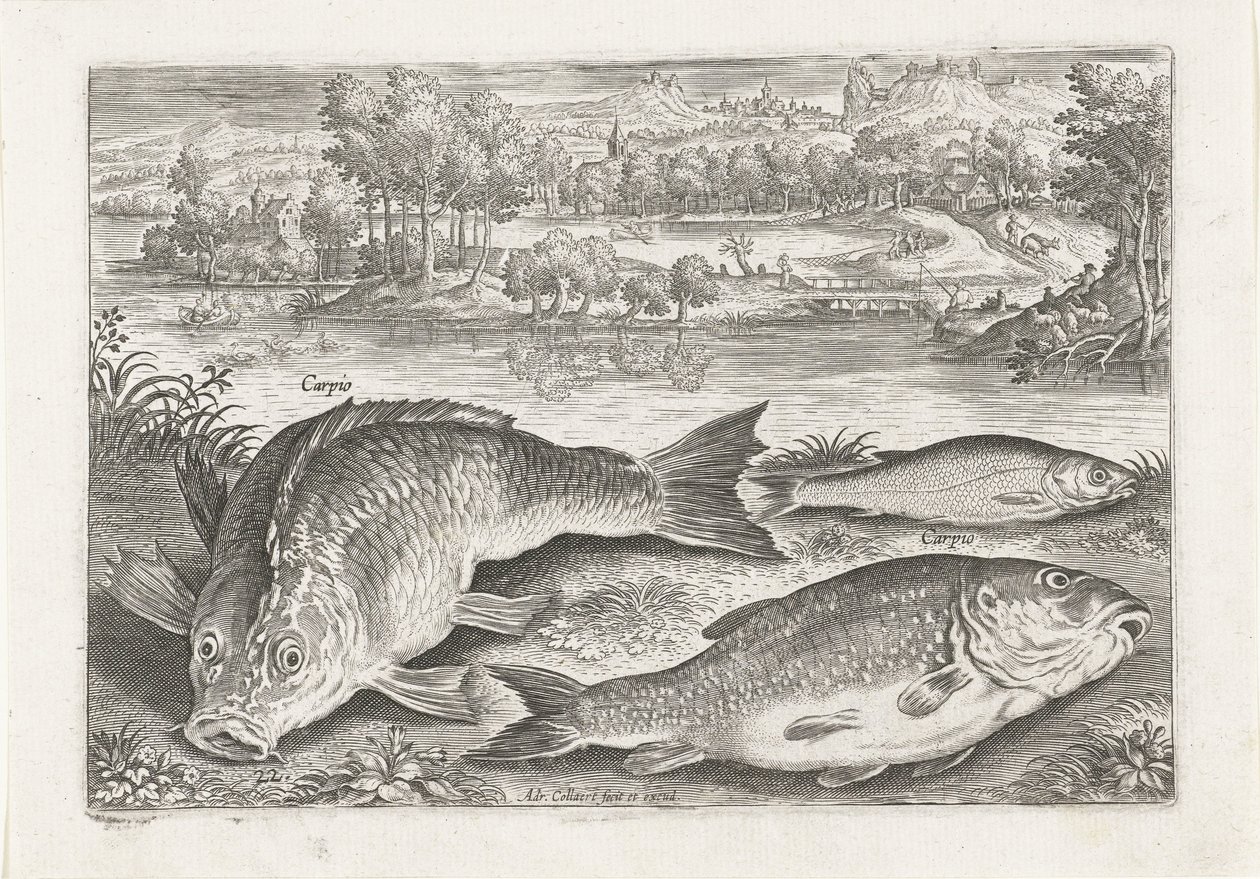 Three Carps on a Bank (Fishes) by Adriaen Collaert