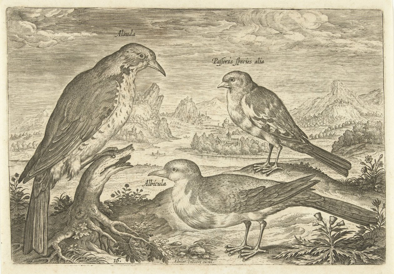 Three Birds in a Landscape (Living Birds) by Adriaen Collaert