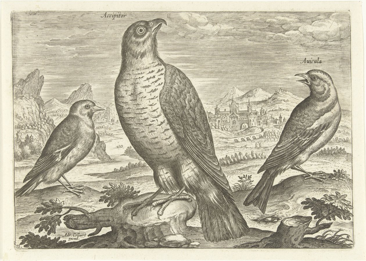 Three birds in a landscape, Birds (series title), Avivm vivae (series title) by Adriaen Collaert