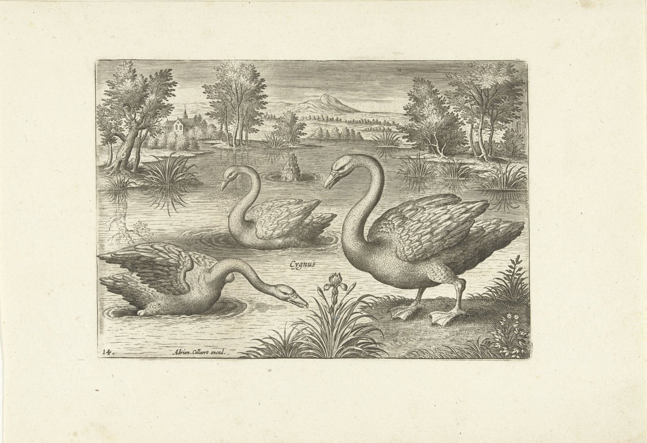 Three Swans in a Pond by Adriaen Collaert