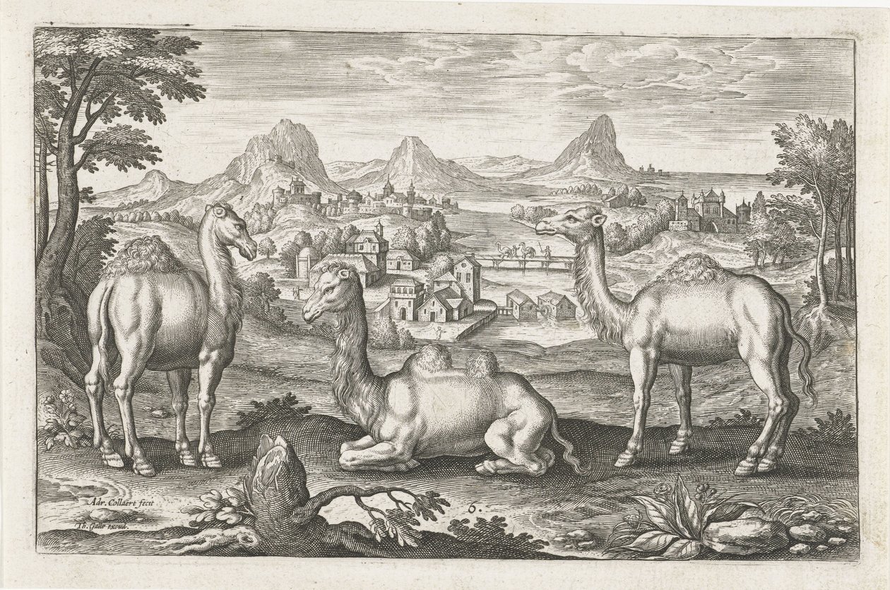 Dromedaries and a Camel by Adriaen Collaert