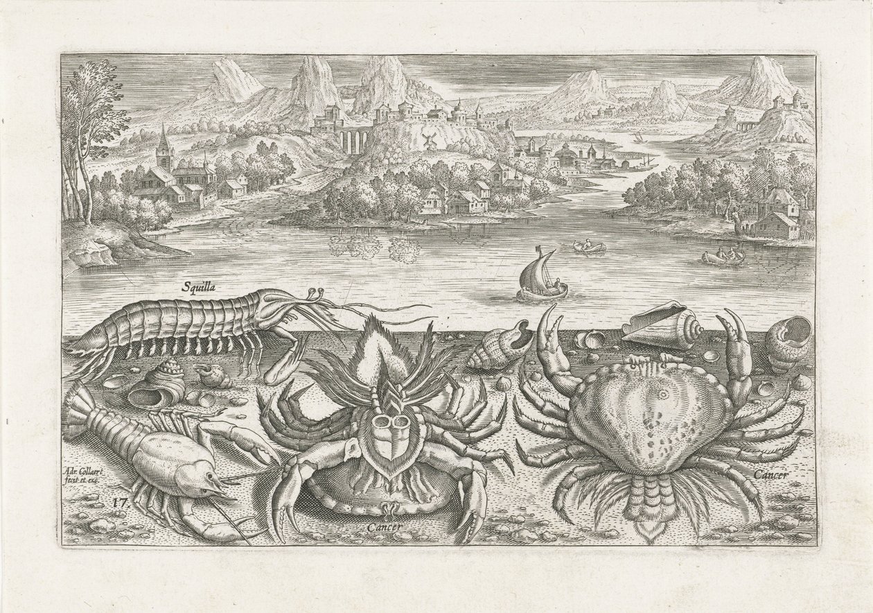 Some Shellfish on the Beach (series title) Piscivm vivae icones (series title) by Adriaen Collaert