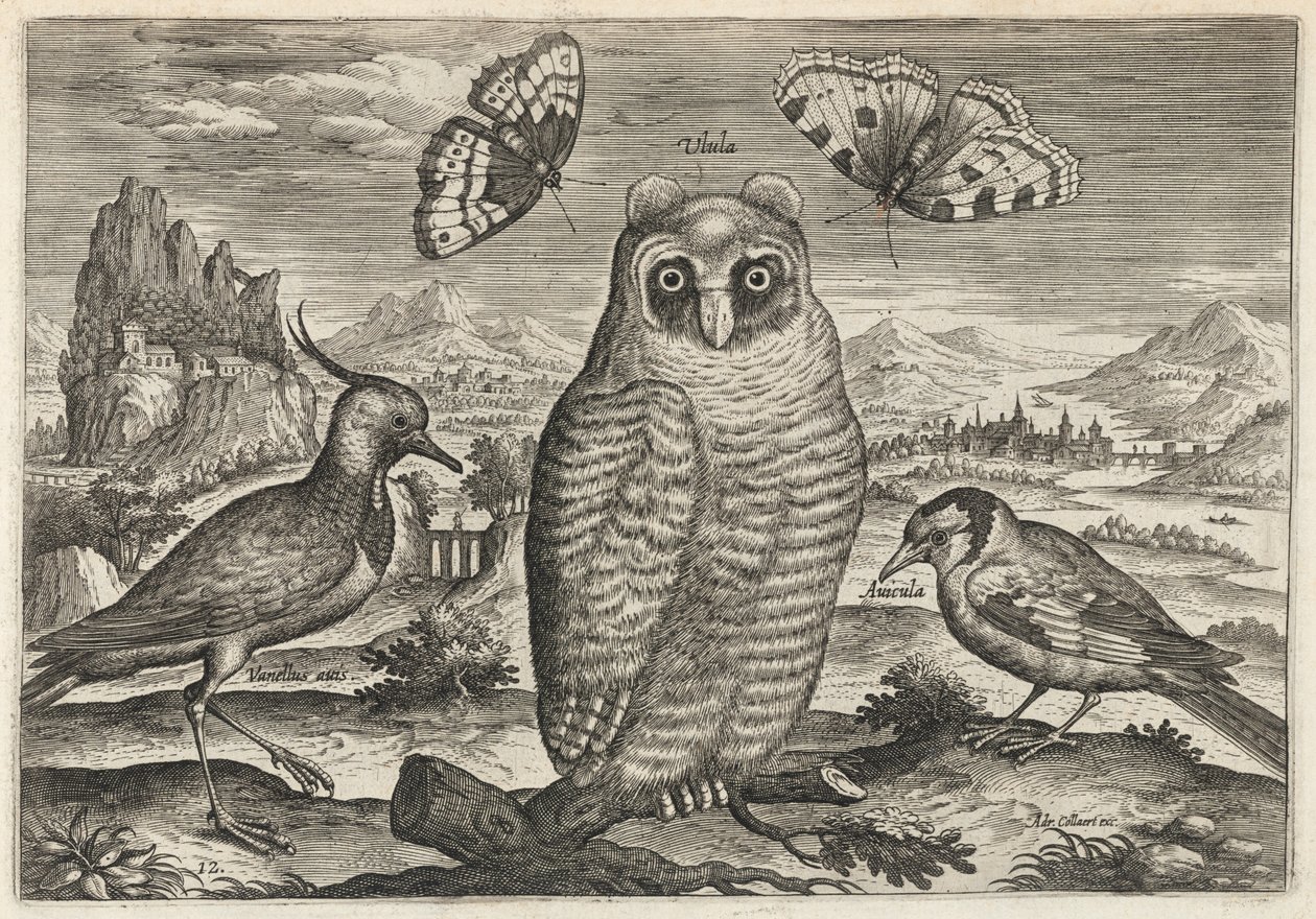 Lapwing, Long Eared Owl, and Goldfinch by Adriaen Collaert