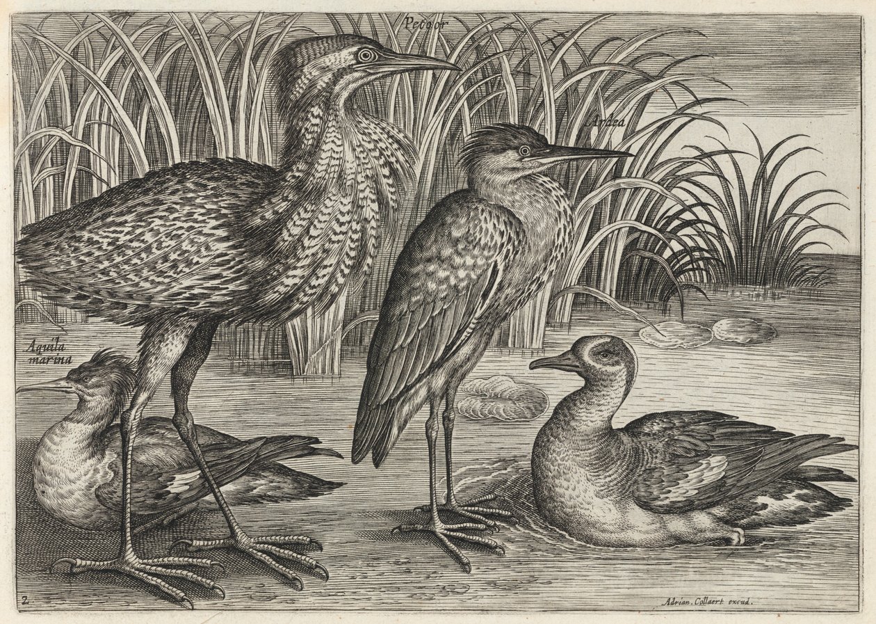 Sawbill, Bittern, Heron and Teal by Adriaen Collaert
