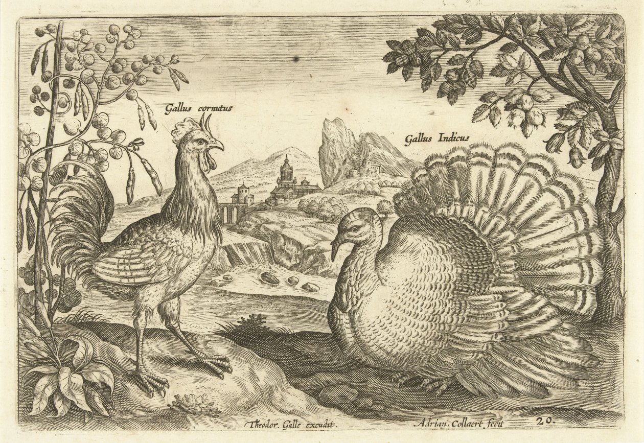Two Chickens in a Landscape (Avivm Vivae) (Birds) by Adriaen Collaert