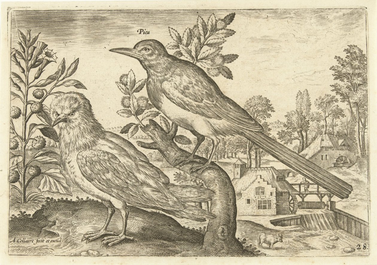 Two Birds in a Landscape (Birds) (Avivm Vivae) by Adriaen Collaert