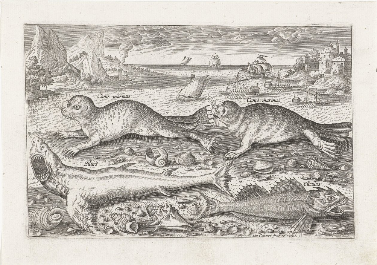 Two Seals and Two Fish on the Beach by Adriaen Collaert