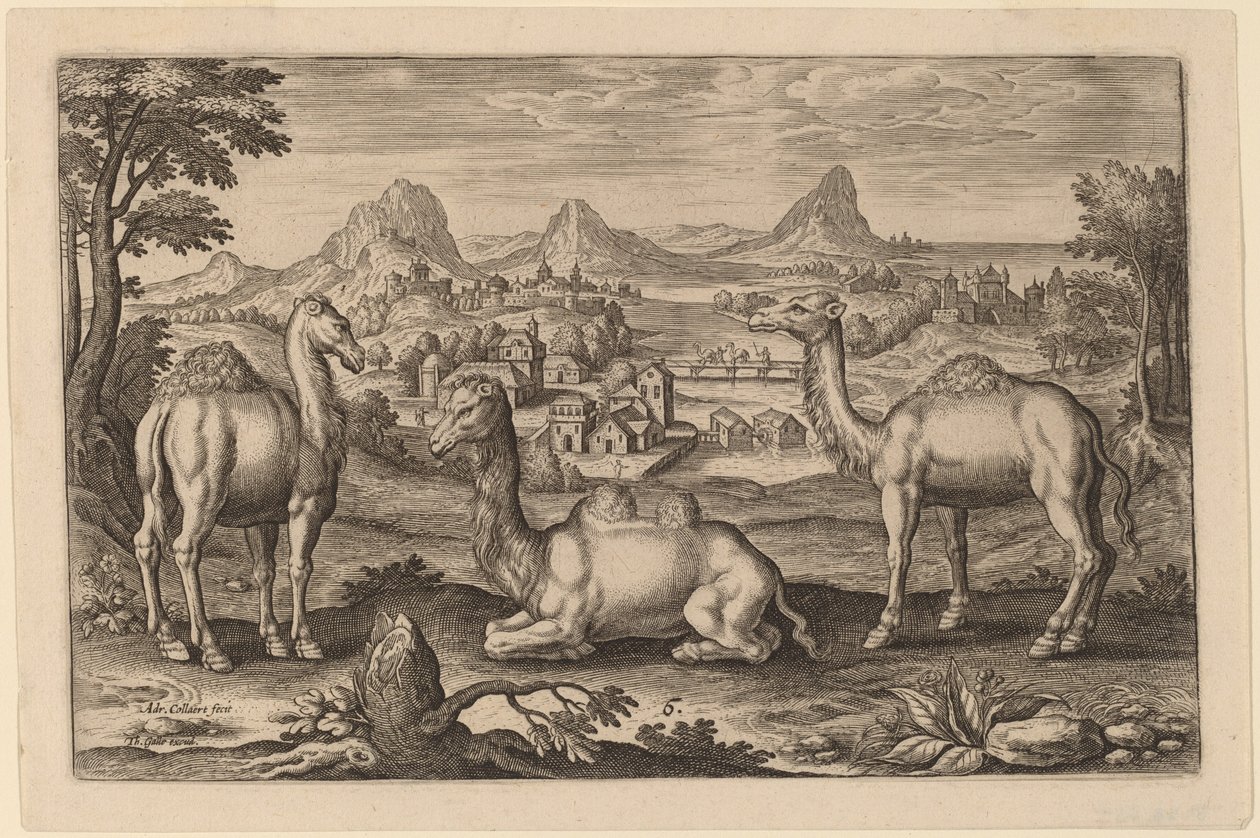 Two Dromedaries and a Camel by Adriaen Collaert