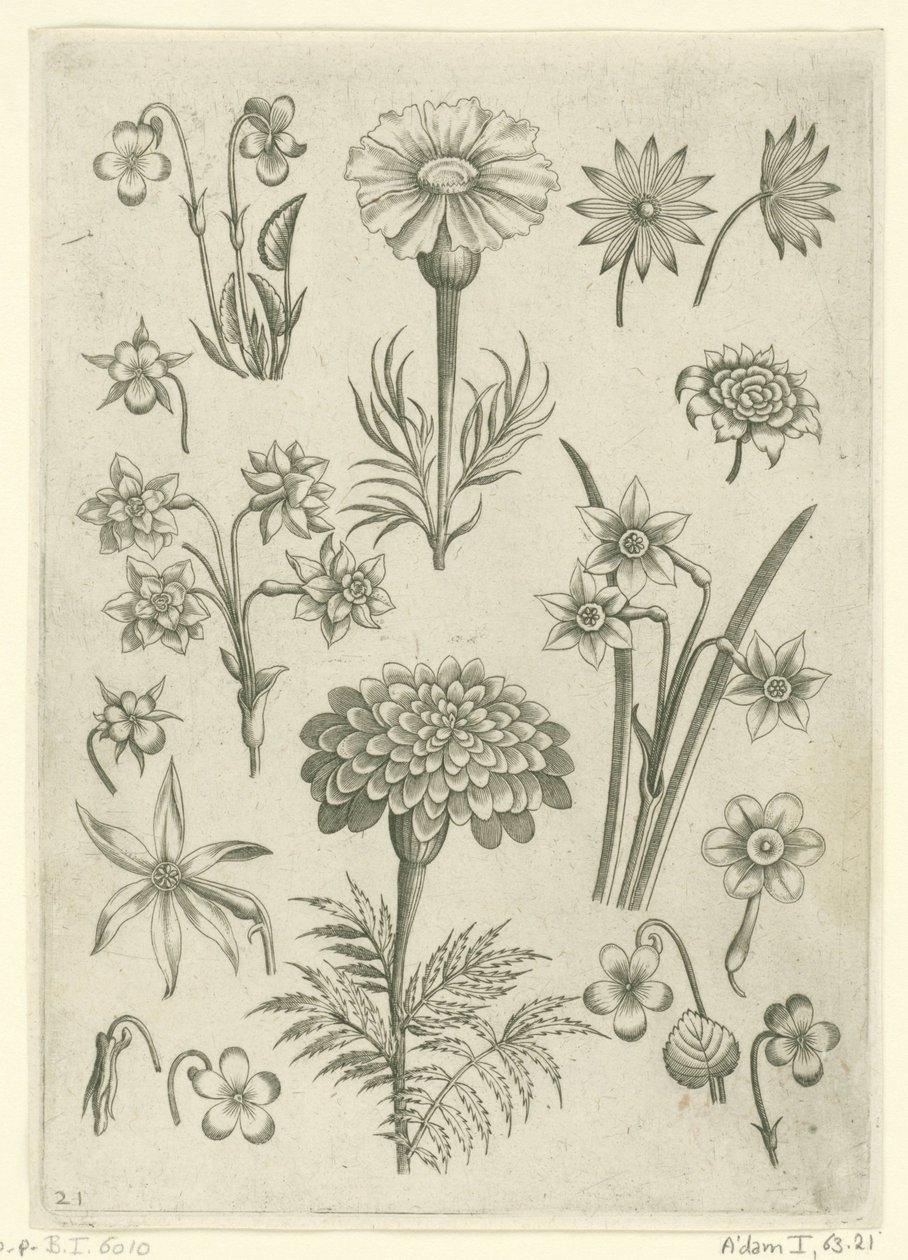 Various Flowers, Violets, and Daffodils Florilegium (series title) by Adriaen Collaert