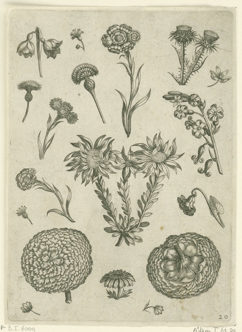 Various Flowers, Including Chrysanthemum and Thistle by Adriaen Collaert