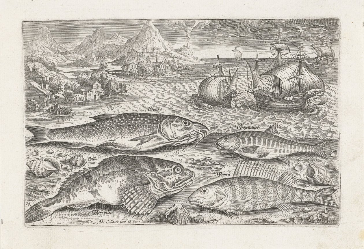 Four Fish on the Beach (series title) Piscivm vivae icones (series title) by Adriaen Collaert