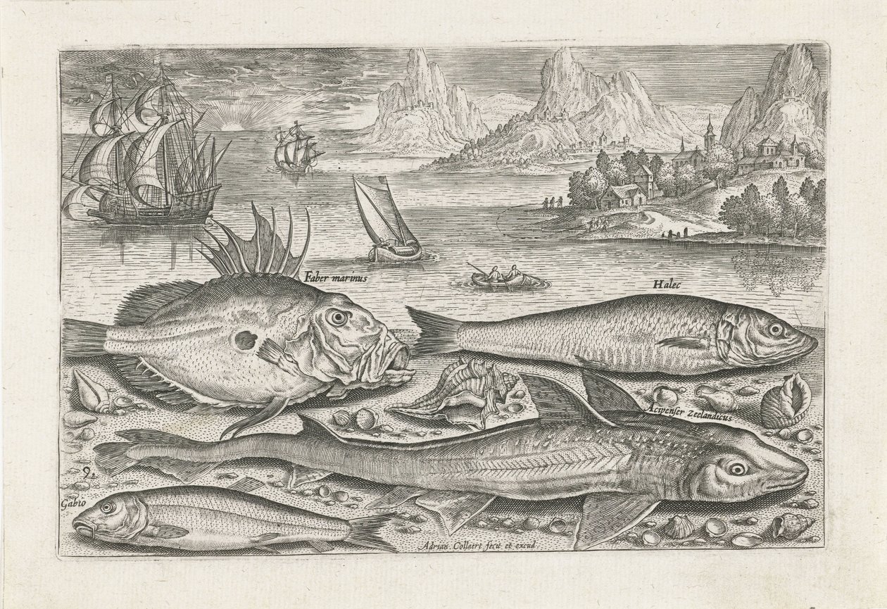 Four Fish on the Beach (Piscivm vivae icones series) by Adriaen Collaert