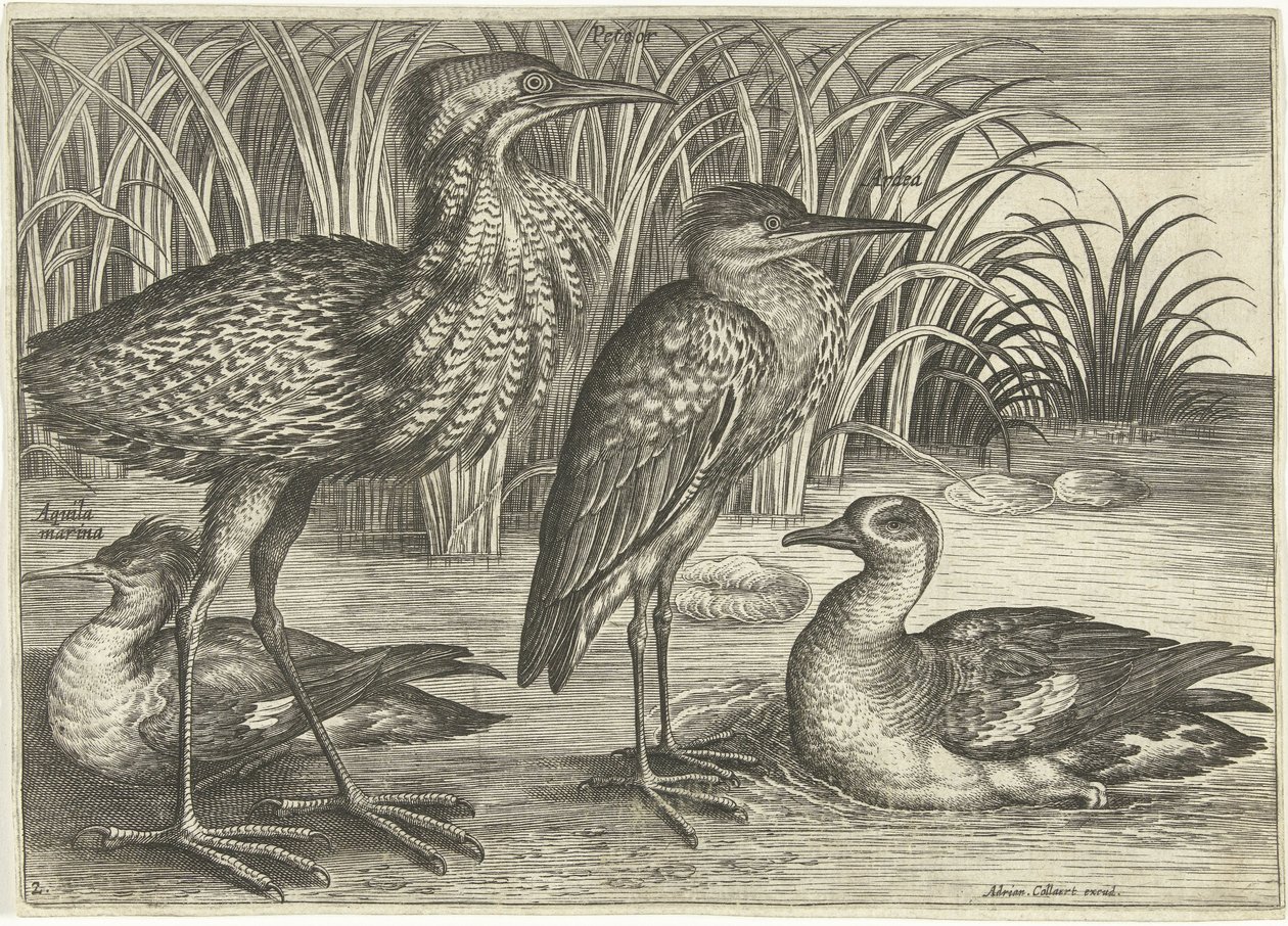 Four Wading Birds Along a Shore by Adriaen Collaert