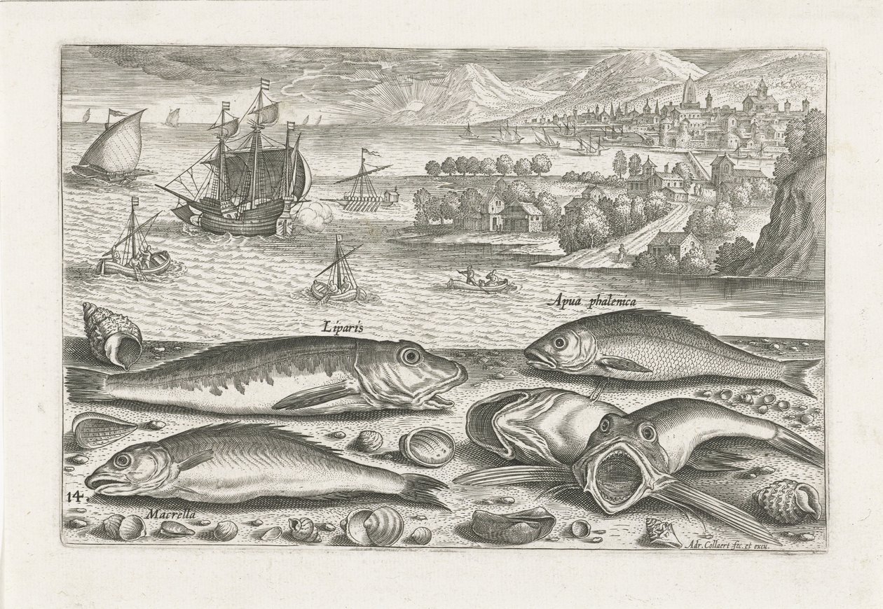 Five Fish on the Beach (series title) Piscivm vivae icones (series title) by Adriaen Collaert