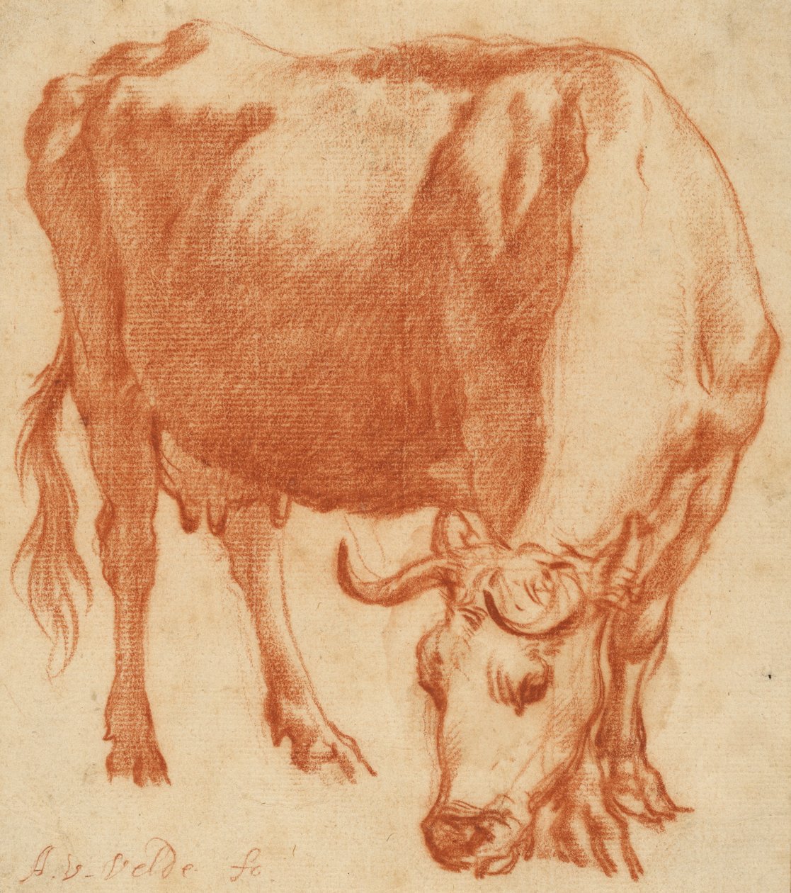 A cow grazing, c.1663 by Adriaen van de Velde