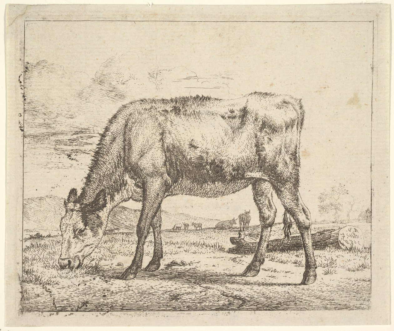 Grazing Calf, from Different Animals, 1658 by Adriaen van de Velde