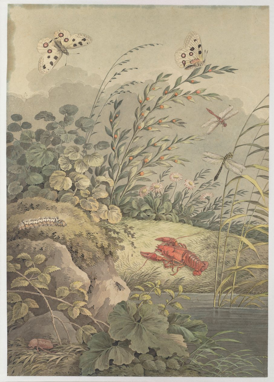 Piece of water with crab, butterflies, dragonflies and sea-buckthorn by Adrian Zingg
