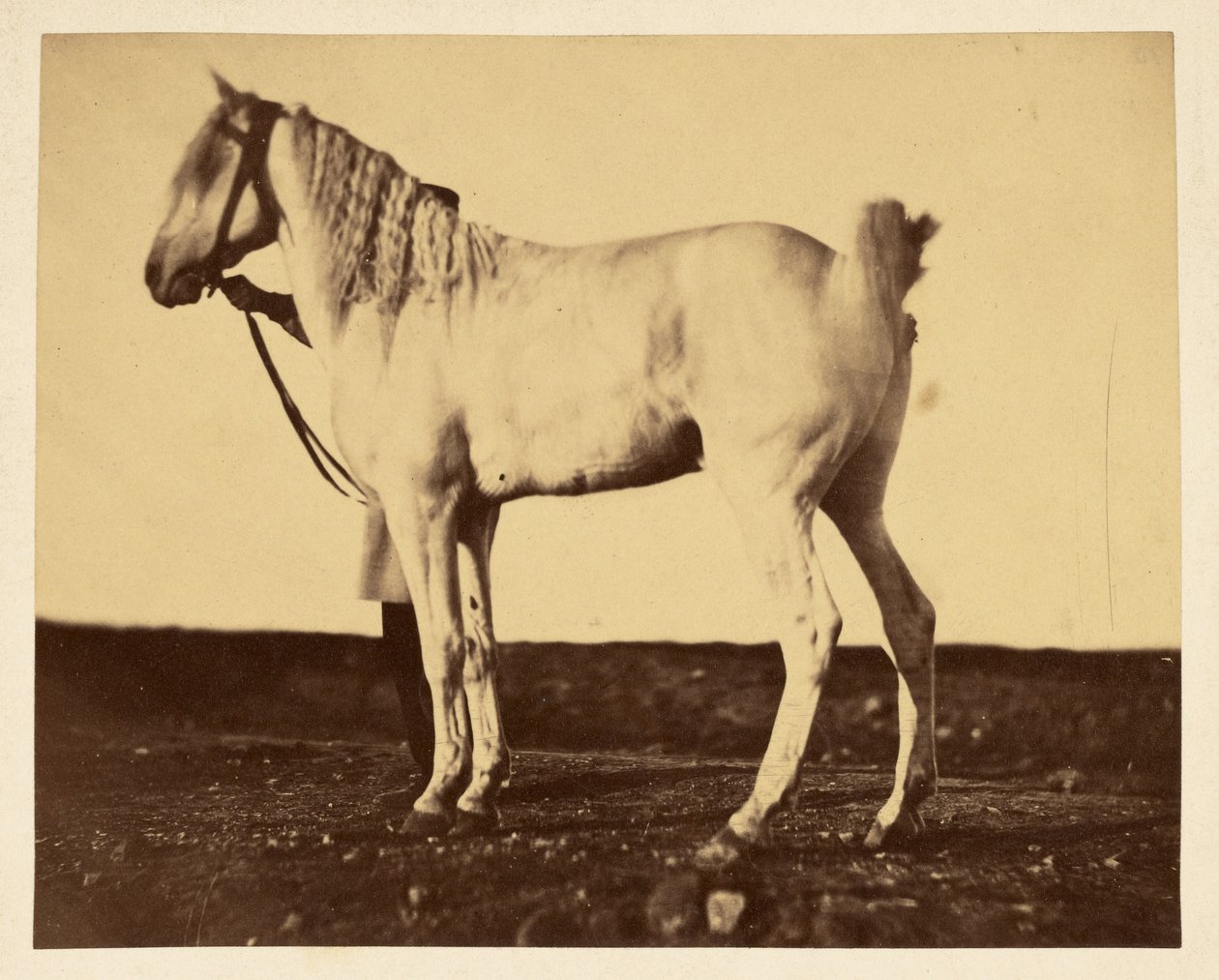 Horse by Adrien Alban Tournachon
