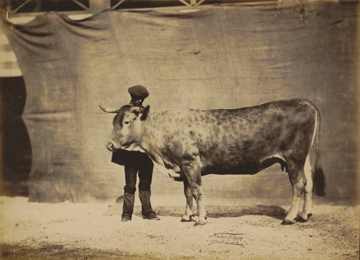 Garonnaise Cow, aged 5 to 6 years, 1856 by Adrien Alban Tournachon