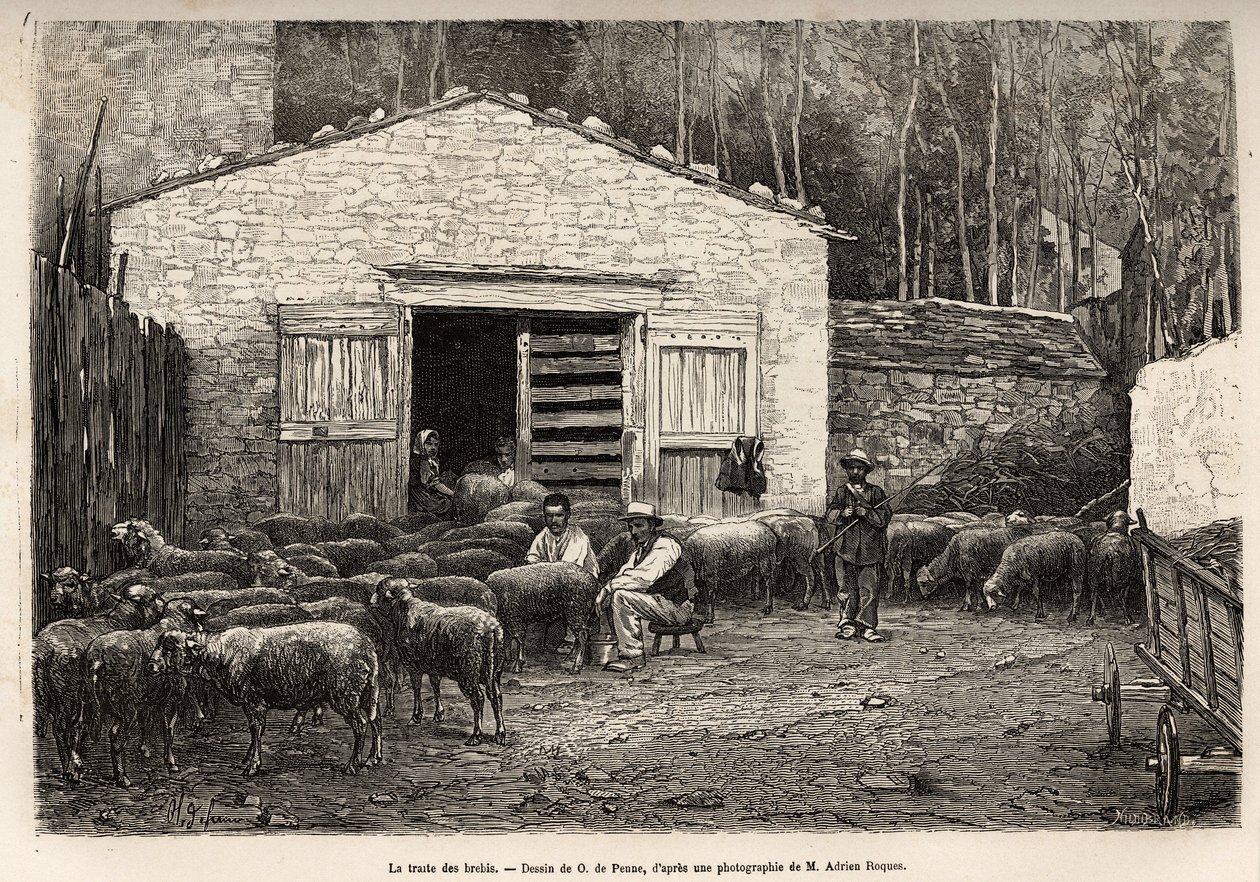 The sheep trade, all the staff of the farm were employed in this task, boy, servant, under the supervision of the shepherd, engraving after a drawing by A. Marie, illustrating a journey to Roquefort and its surroundings, by Adrien Roques and Jules Charton by Adrien Emmanuel Marie