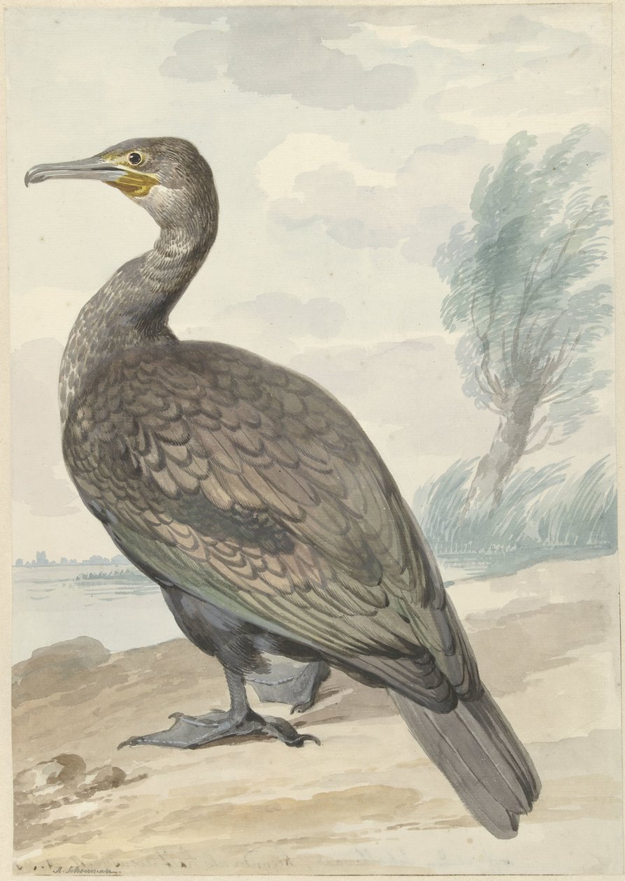 Cormorant by Aert Schouman
