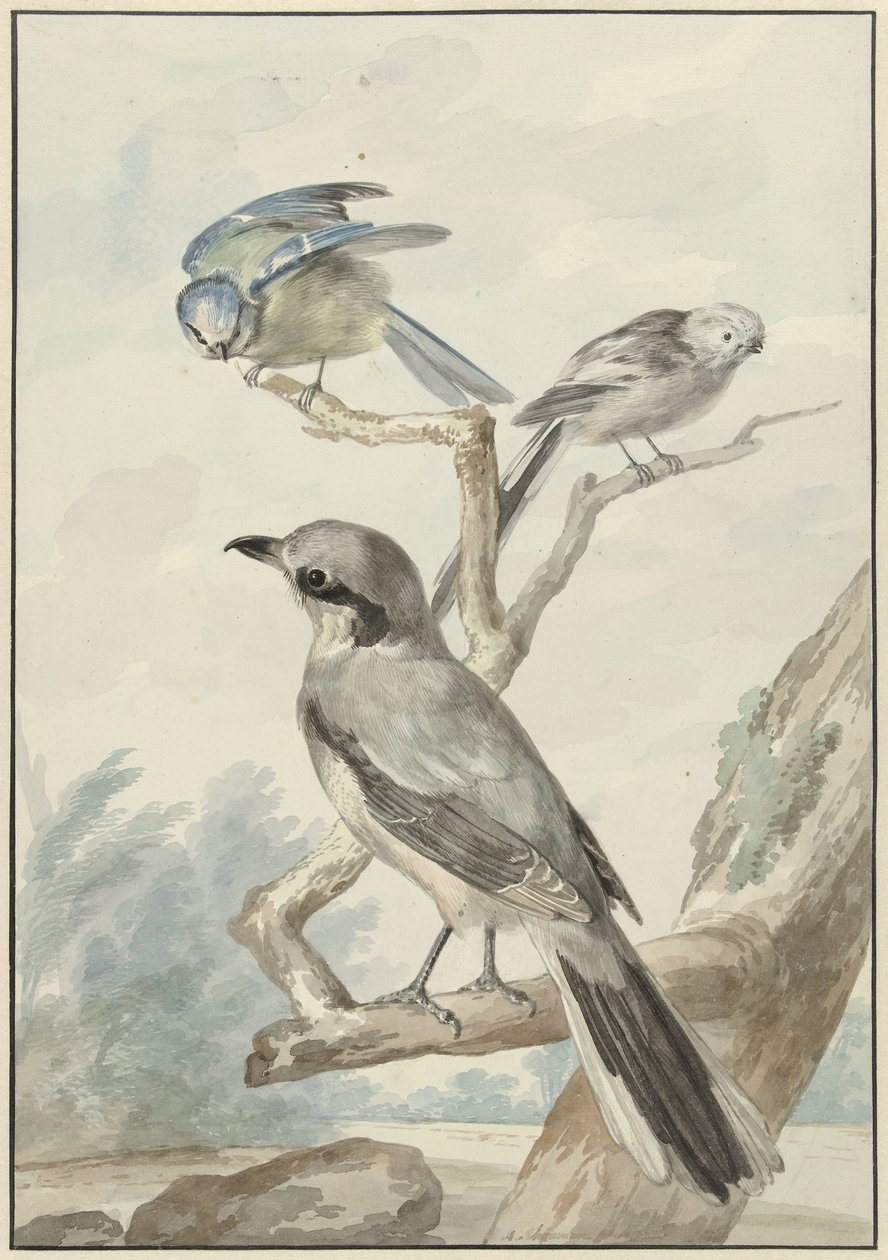 Three Birds: A Long-tailed Tit, A Blue Tit, and A Great Grey Shrike by Aert Schouman