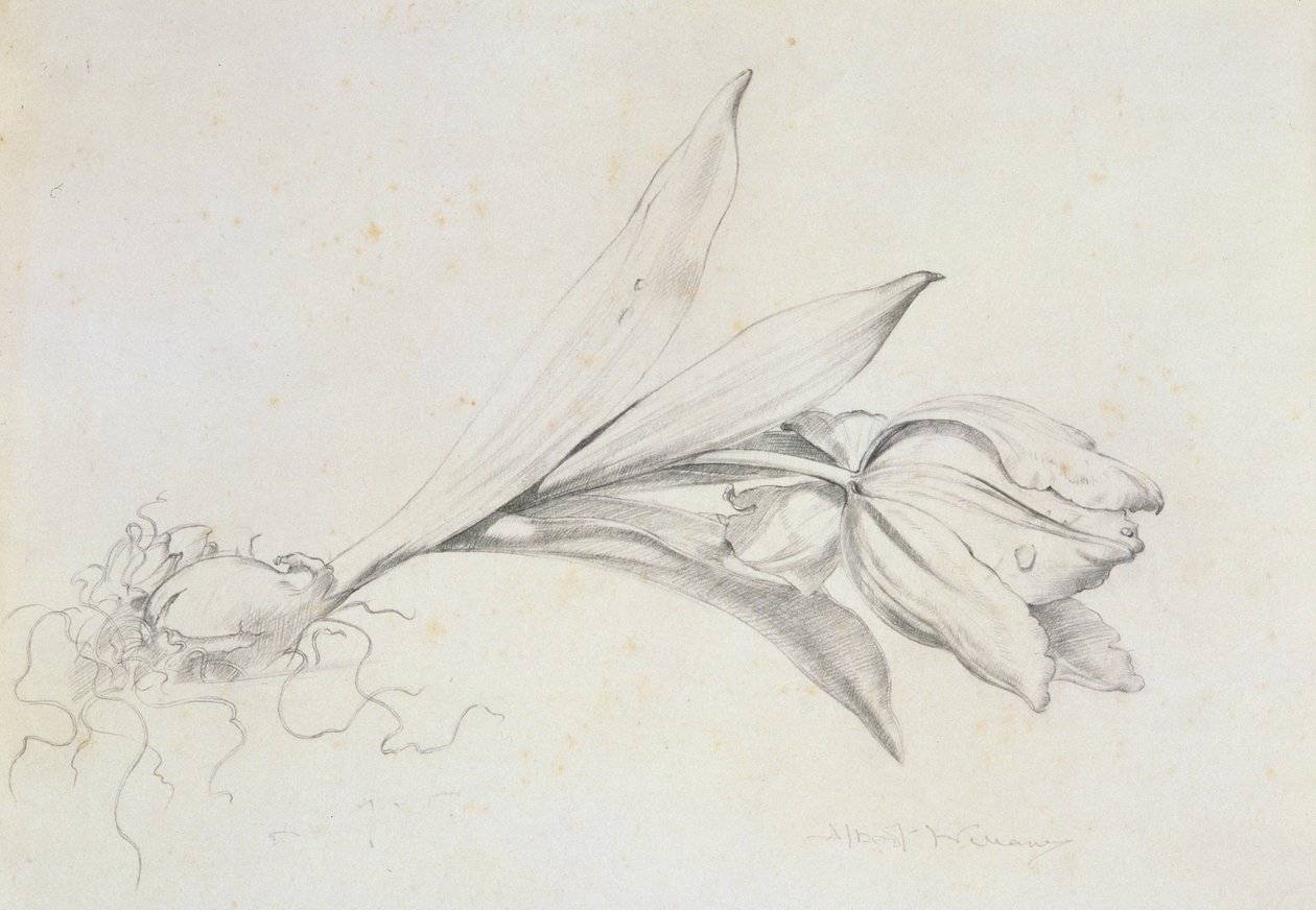 Tulip by Albert Williams