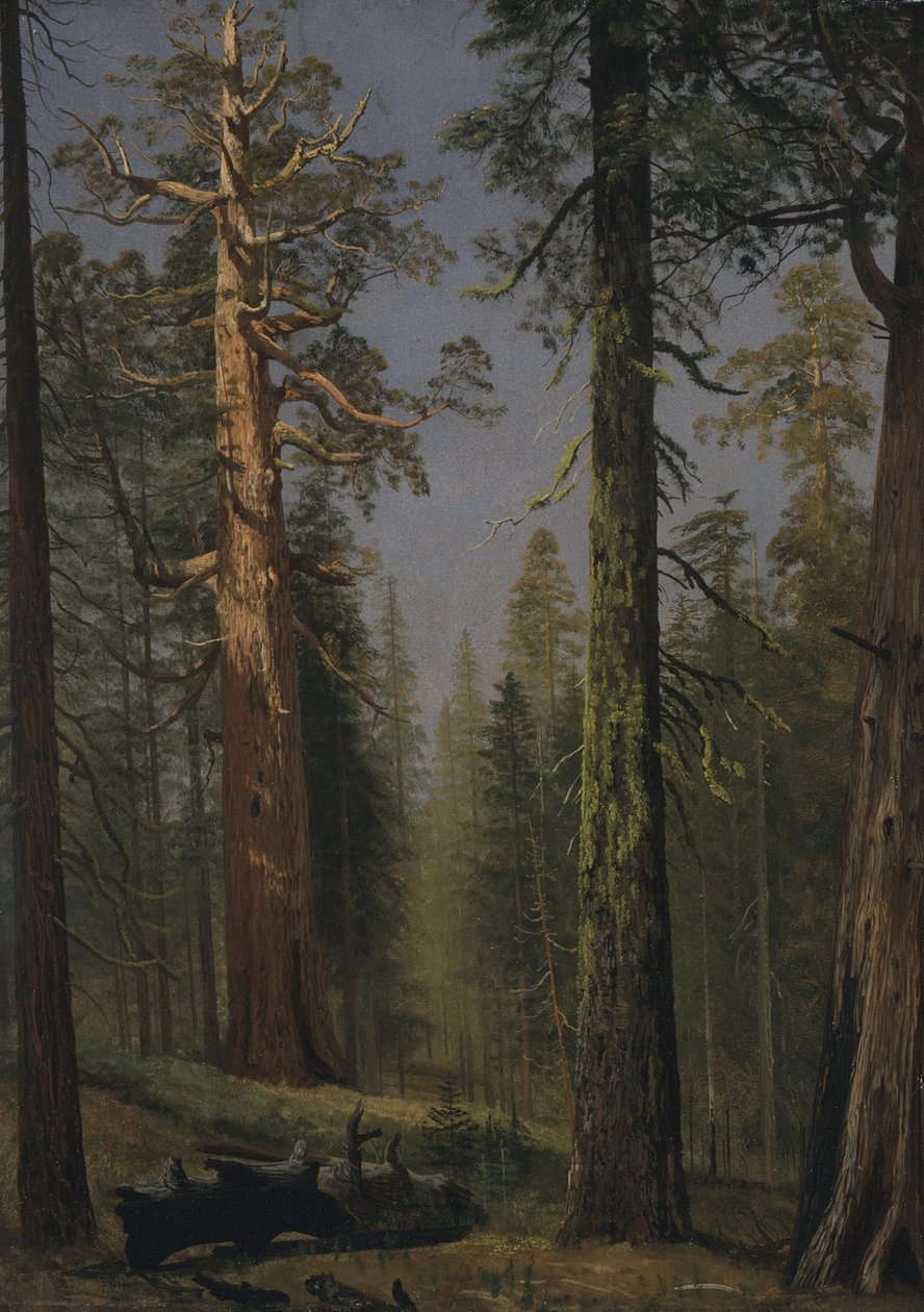The Grizzly Giant Sequoia, Mariposa Grove, California by Albert Bierstadt
