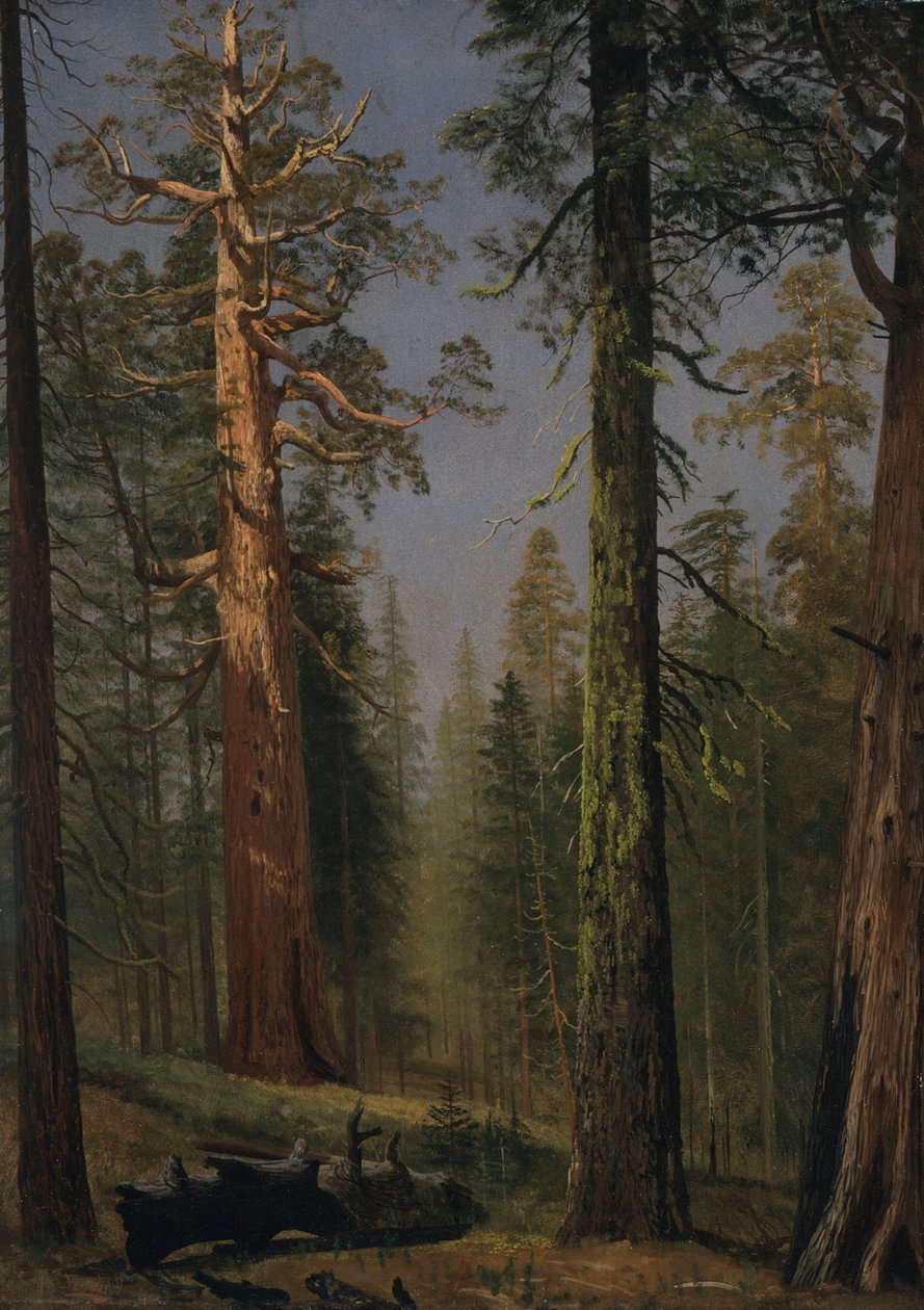 The Grizzly Giant Sequoia, Mariposa Grove, California by Albert Bierstadt