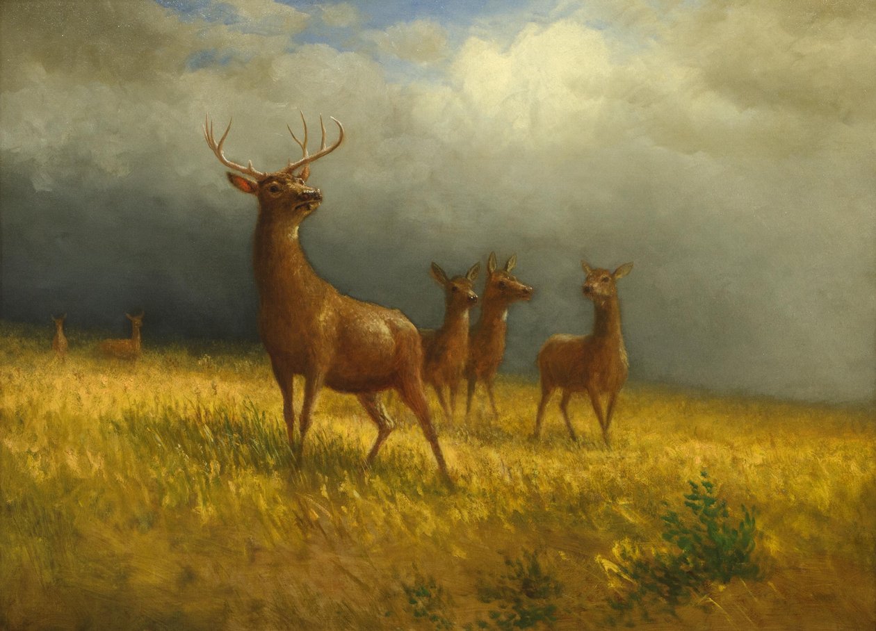 Three Deer and a Stag, c. 1885 by Albert Bierstadt