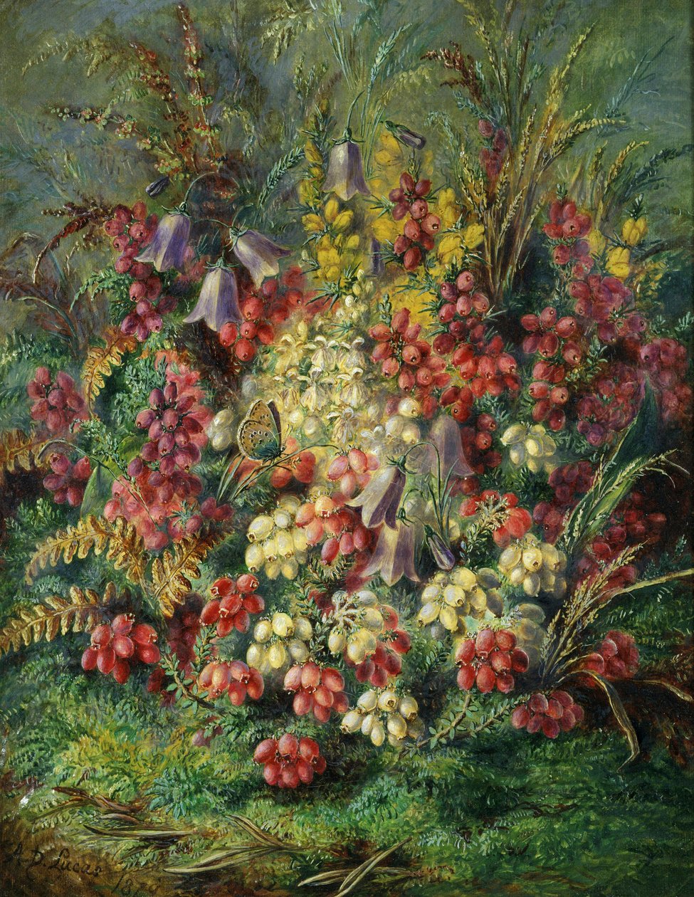 Bellflowers, Ash Heather, Gorse and Butterfly by Albert Durer Lucas