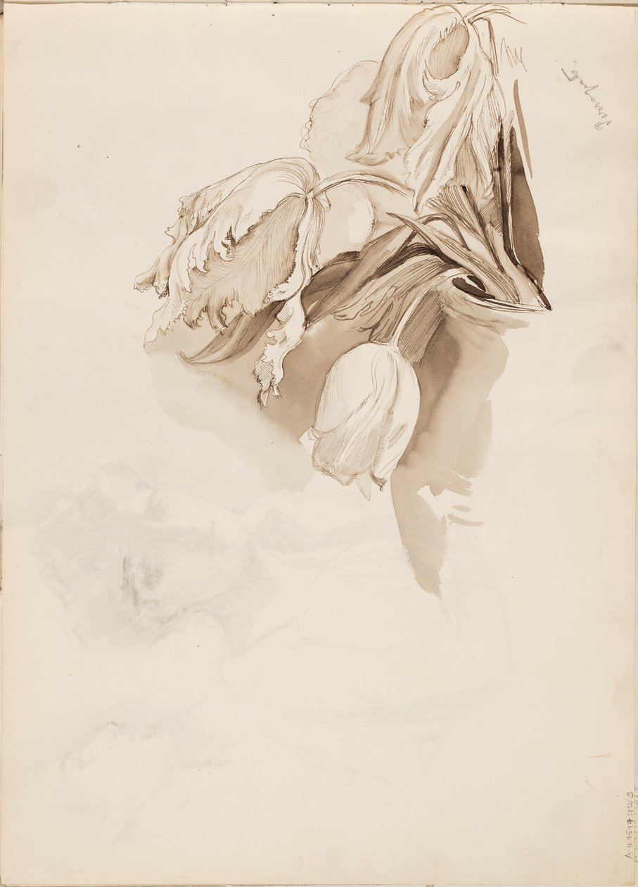 Tulips by Albert Edelfelt