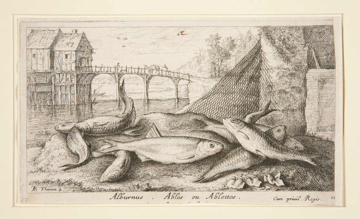 Alburnus. Ables or Ablettes by Albert Flamen