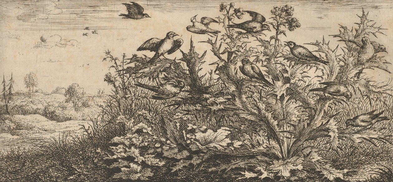 Carduelis, Chardonnet The Goldfinch: Livre d