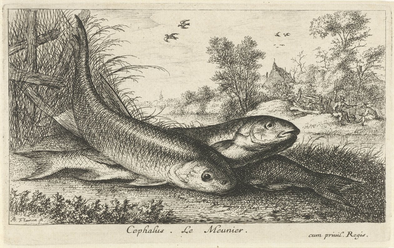 Three Chubs on a Riverbank (Fish and Other Sea Creatures - Freshwater First Series / Various Species of Freshwater Fish series) by Albert Flamen