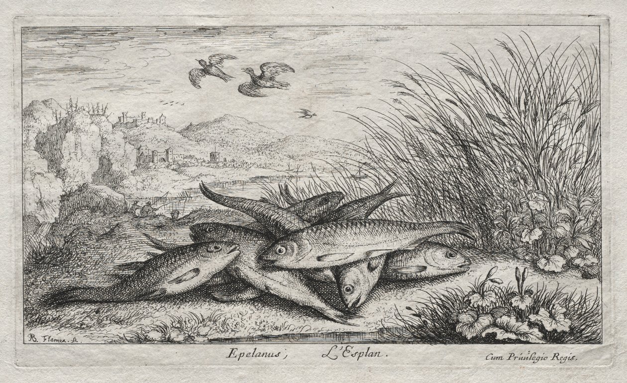 Fresh Water Fish, Part II: Epelanus, L
