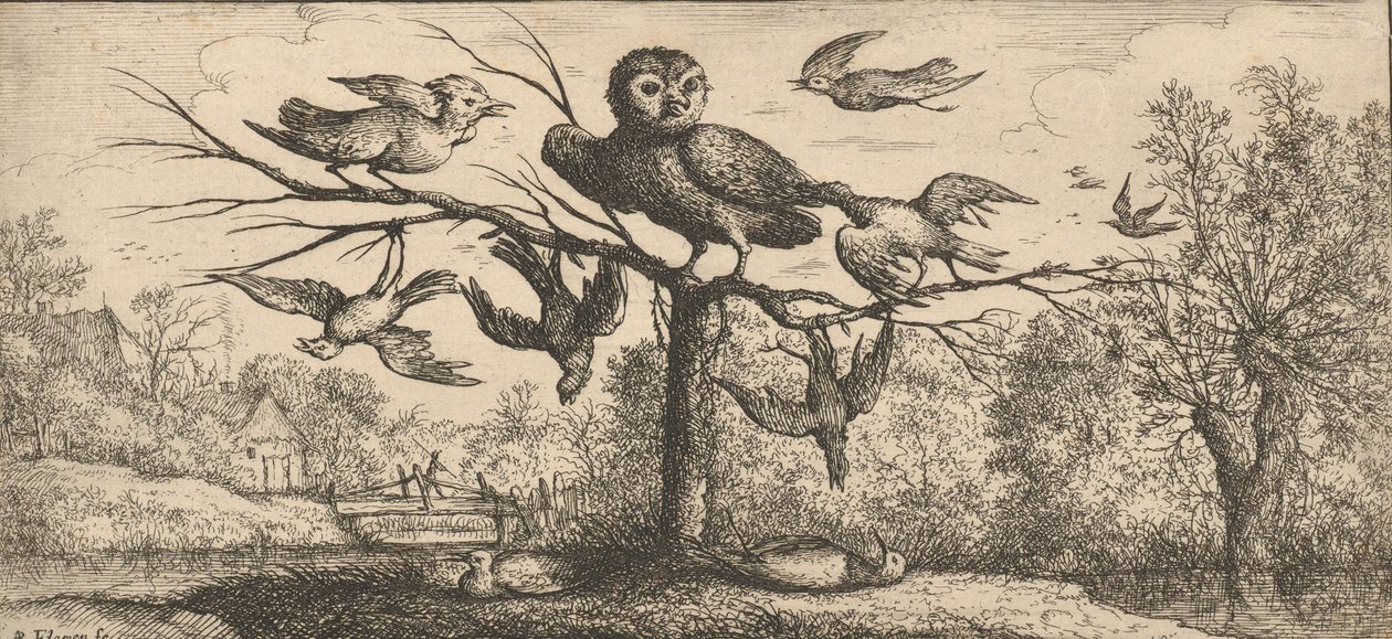 The Owl: Book of Birds by Albert Flamen