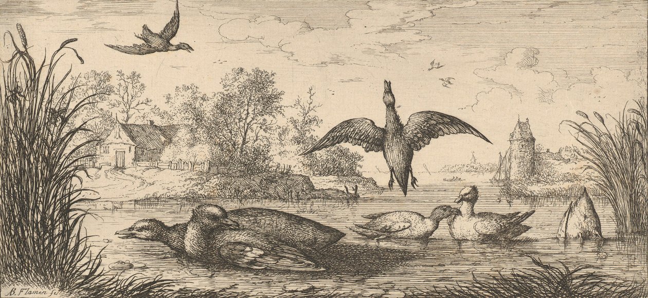 Querquedula, Cercelle The Teal: Livre d
