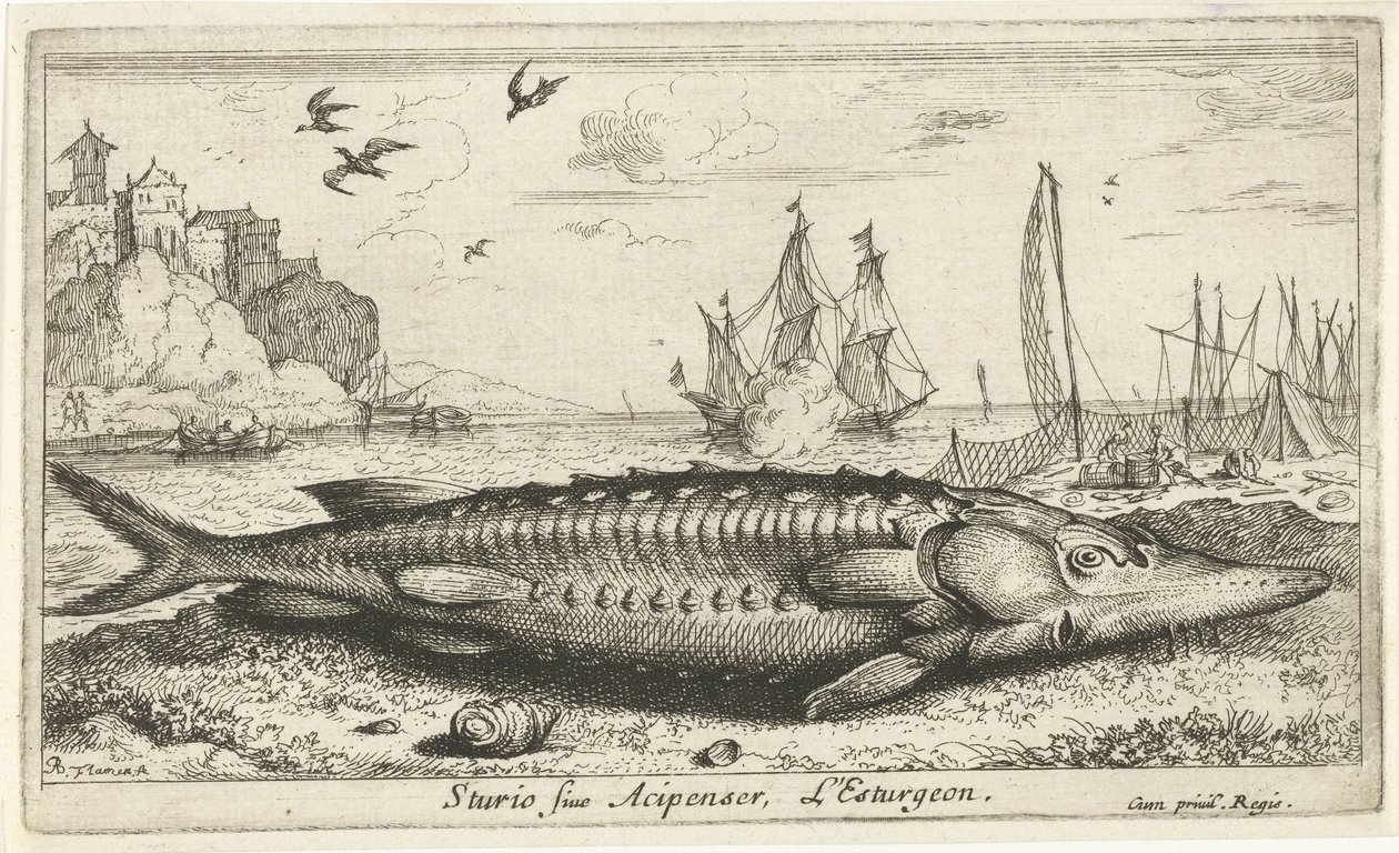 Sturgeon on the Beach by Albert Flamen