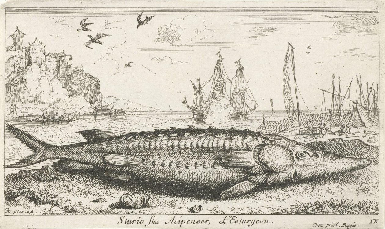 Sturgeon on the Beach (Sturio siue Acipenser, L